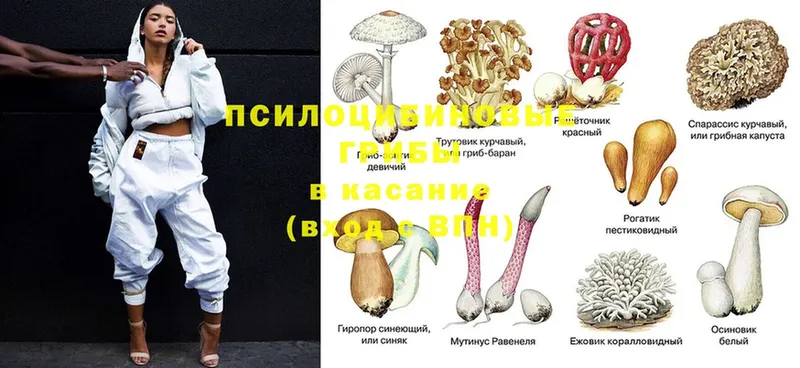 Галлюциногенные грибы GOLDEN TEACHER  KRAKEN как войти  Алатырь 